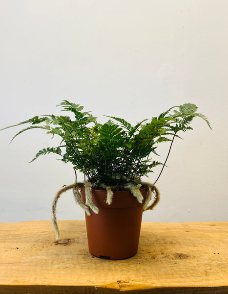 Humata Tyermannii