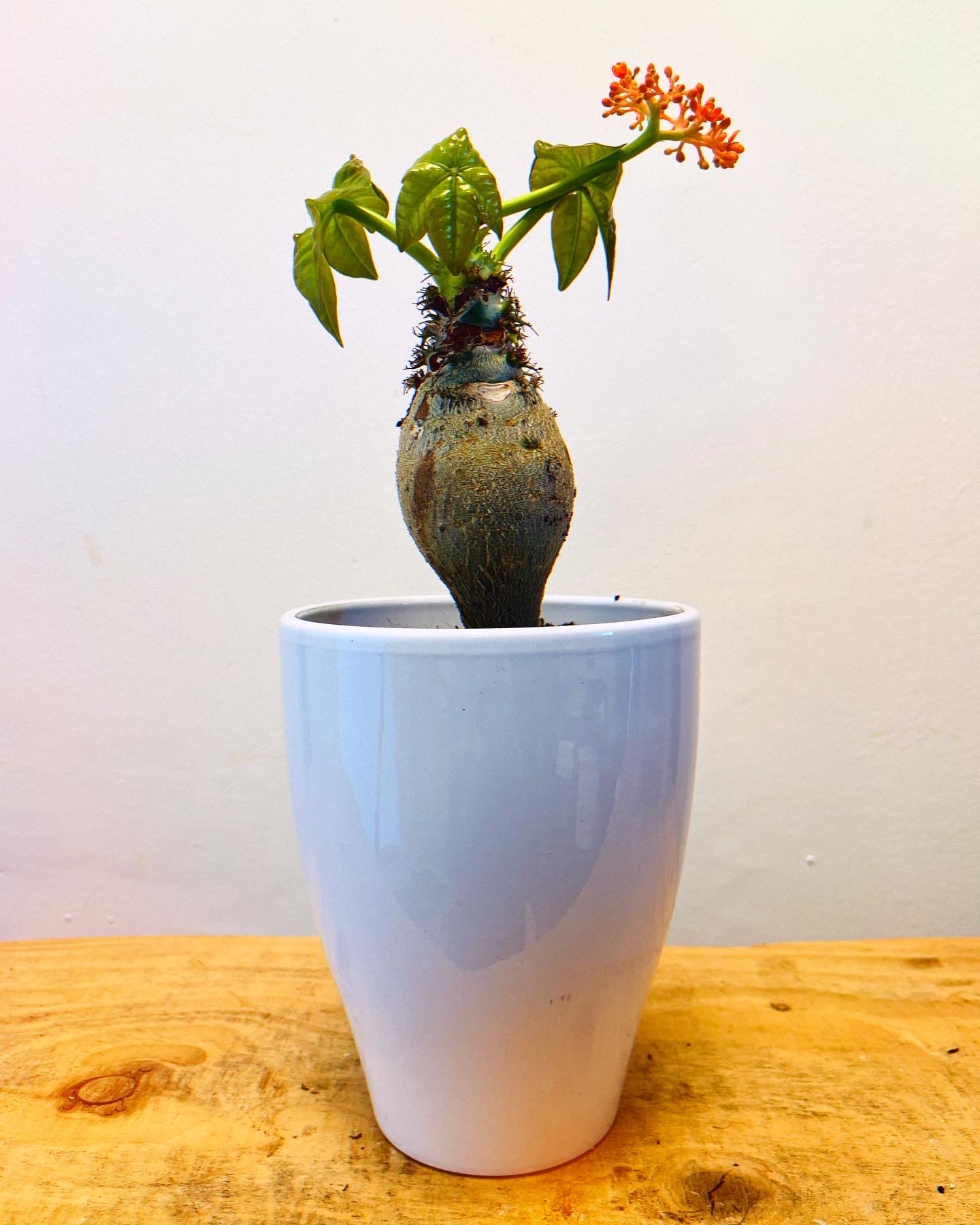 Jatropha Podagrica (pot included)