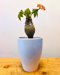 Jatropha Podagrica (pot included)