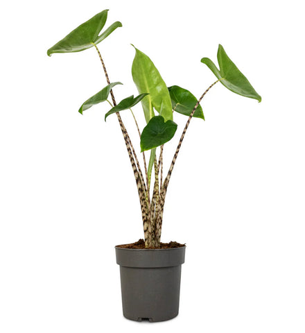 Alocasia Zebrina