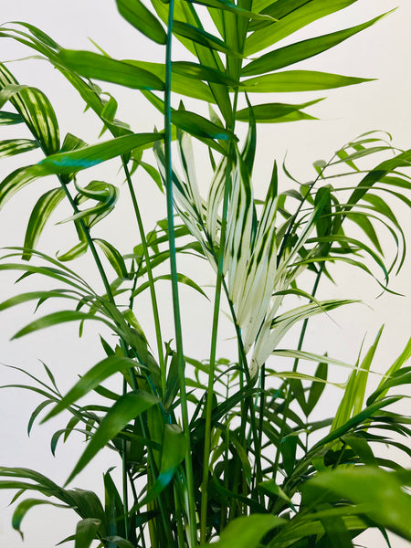 Chamaedorea Elegans