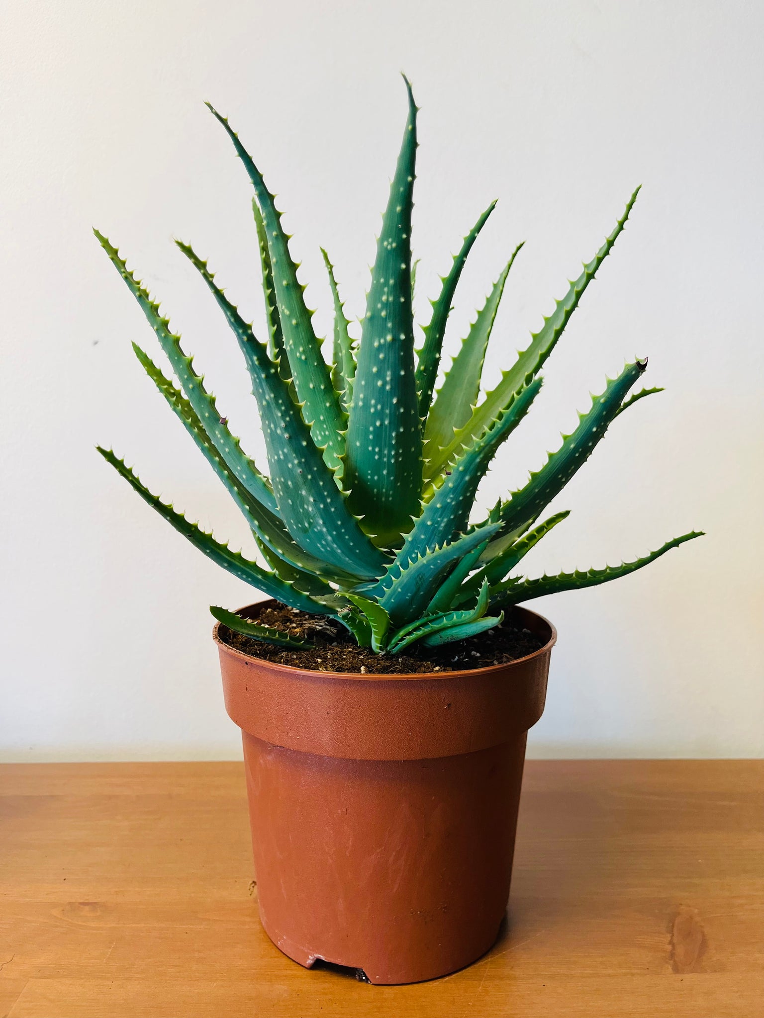 aloe vera plant for sale uk Aloe – The Little Shop of Plants