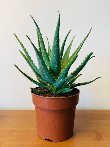 Aloe