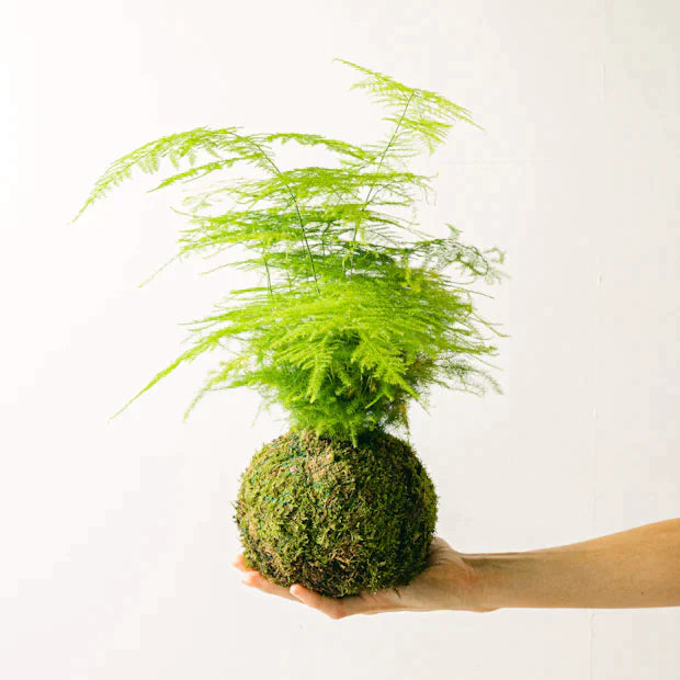Rowallane Gardens, Saintfield // Kokedama Workshop