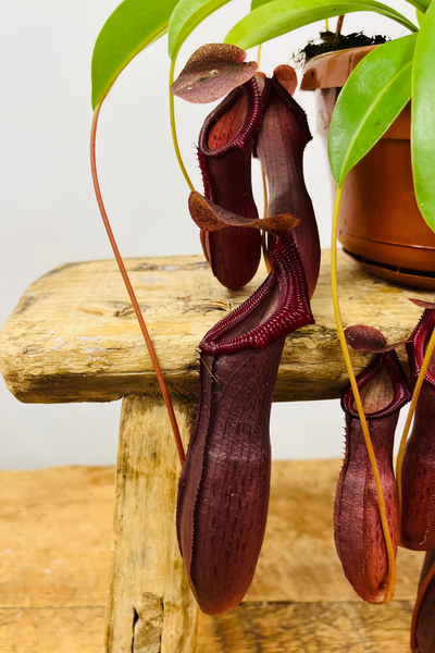 Nepenthes Carnivorous Plant