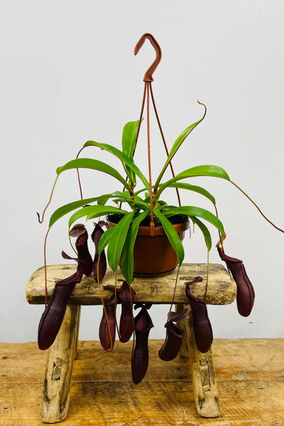 A hanging Nepenthes carnivorous plant with green leaves and purple pitchers displayed on a wooden stool against a white background.