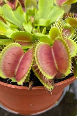 A close-up of a potted Venus flytrap plant with bright green and reddish-pink trap leaves, shown in a terracotta-colored plastic pot.