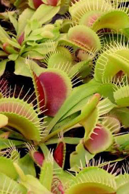 Close-up of a Venus flytrap plant with green trap leaves and reddish-pink inner surfaces, densely packed together.