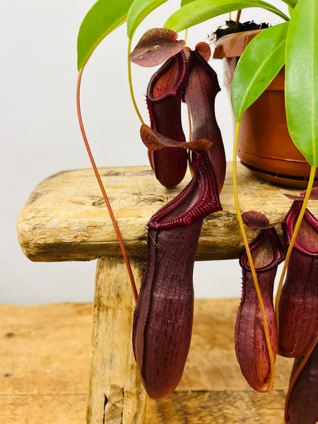 Nepenthes Carnivorous Plant