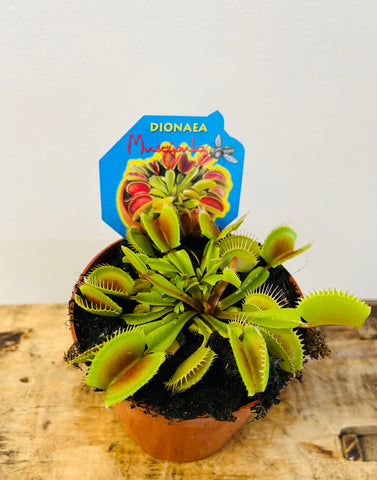 Dionaea Muscipula or ‘Venus Fly Trap’