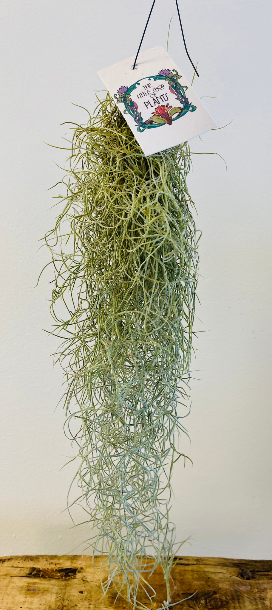 Tillandsia Usneoides or Spanish Moss