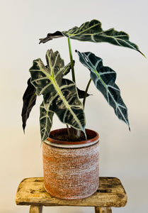 Alocasia ‘Polly’