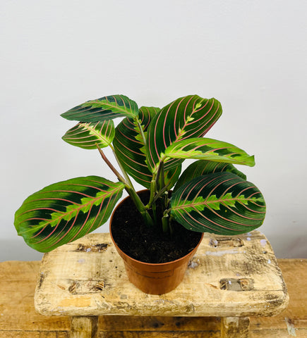 Maranta ‘Fascinator’
