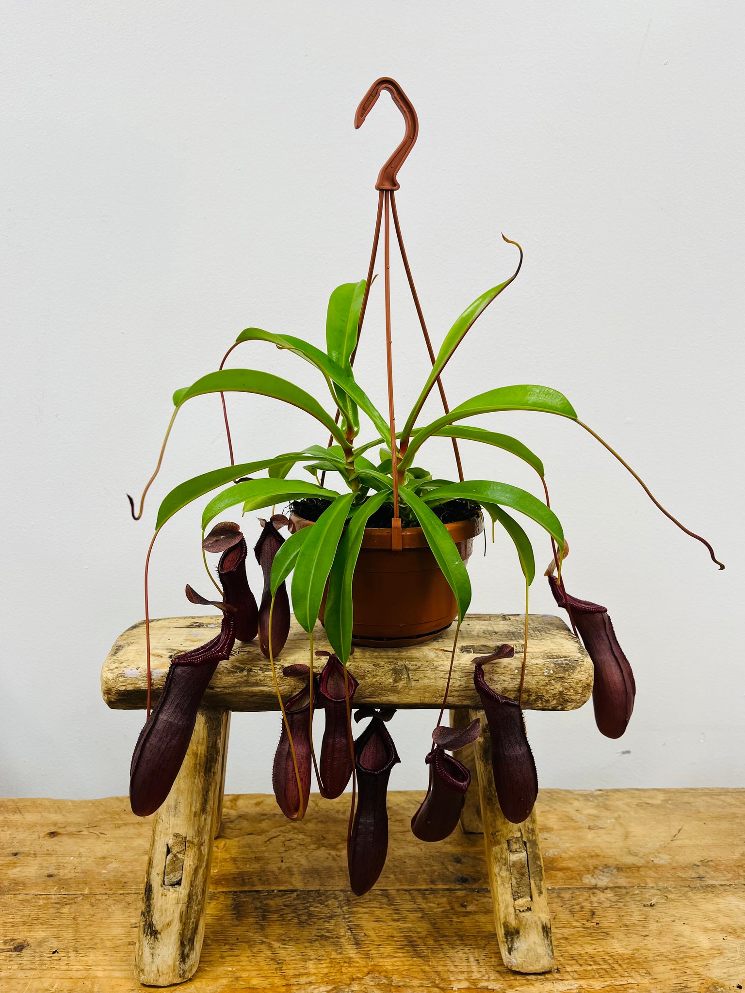 Nepenthes Carnivorous Plant