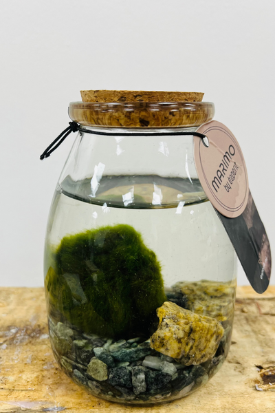 Marimo Moss Ball