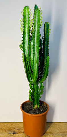 Euphorbia