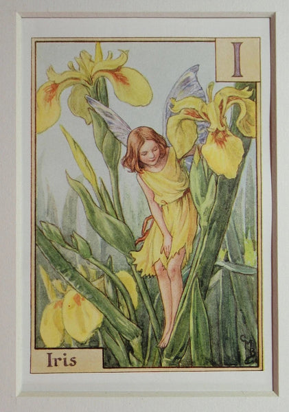 Alphabet Flower Fairy - I is for Iris