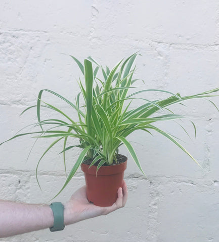Chlorophytum comosum ‘Spider Plant’