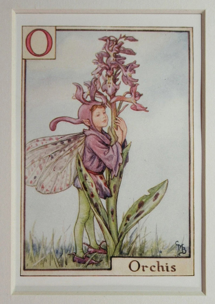 Flower fairies Alphabetの妖精 Alphabet Flower Fairy - Z is for Zinnia – The Little Shop of