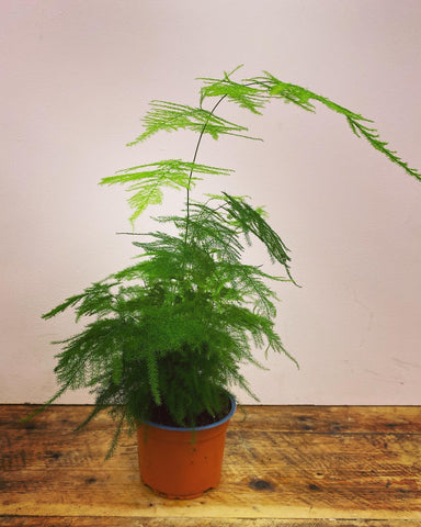Asparagus setaceus