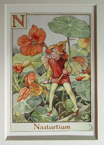 Alphabet Flower Fairy - N is for Nasturtium