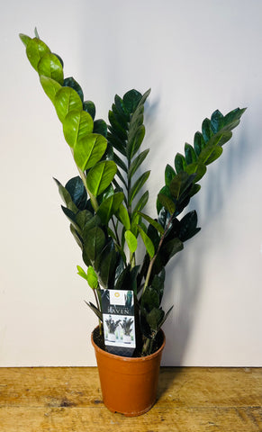 Zamioculcas zamiifolia raven