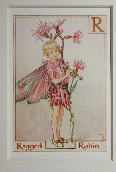 Alphabet Flower Fairy - R is for Ragged Robin