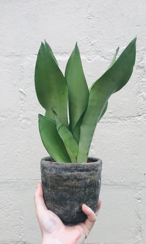 Sansevieria Moonshine