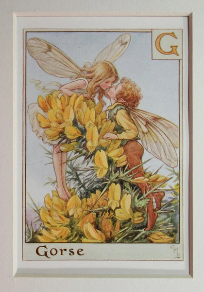 Alphabet Flower Fairy - G is for Gorse