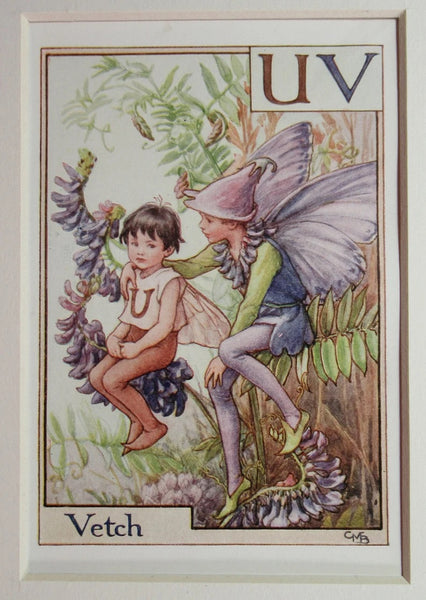 Alphabet Flower Fairies - UV is for Vetch
