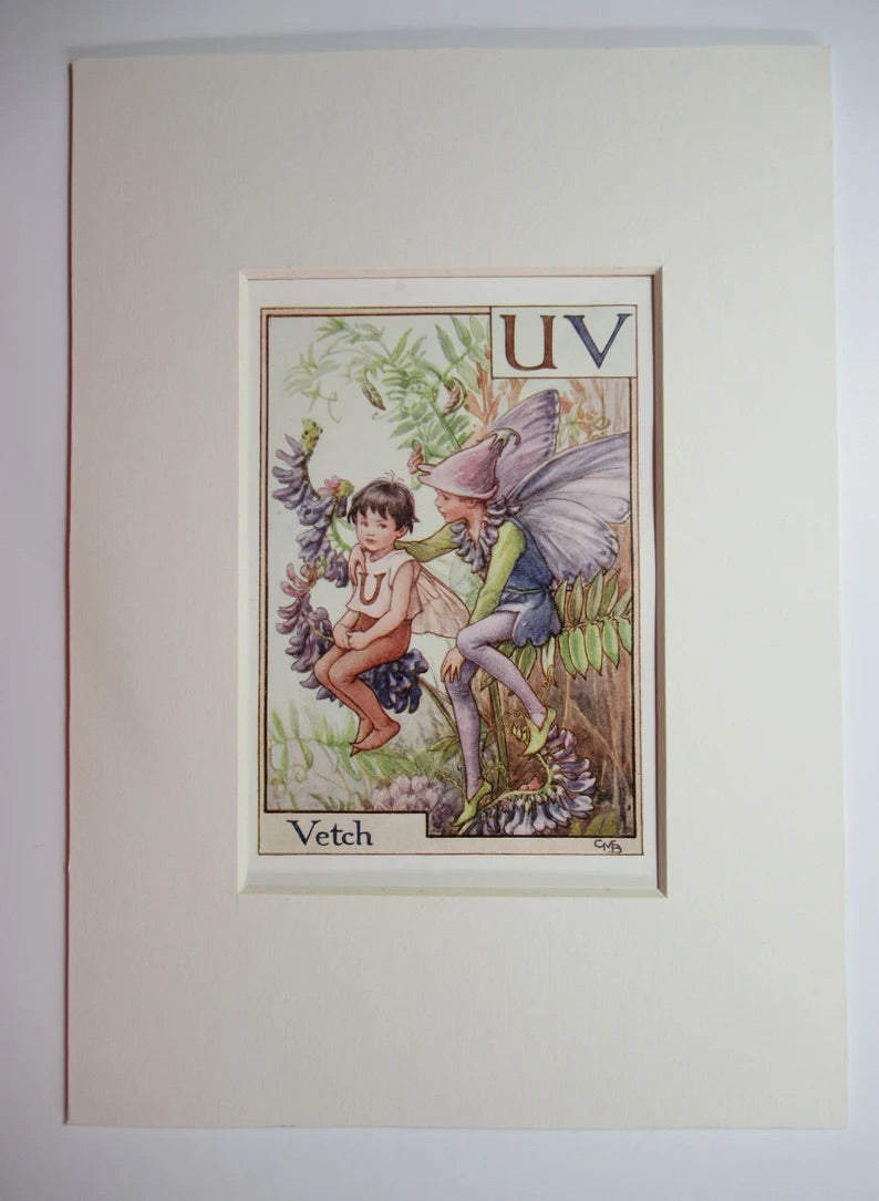 Alphabet Flower Fairies - UV is for Vetch