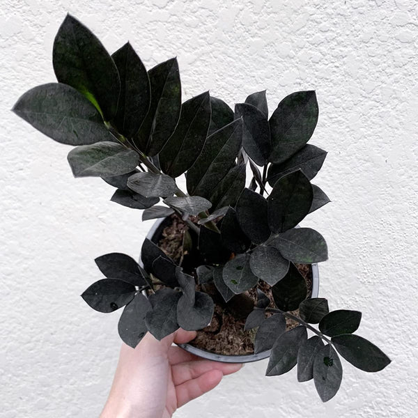 Zamioculcas zamiifolia raven