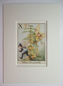 Alphabet Flower Fairies - XY is for Yellow Deadnettle