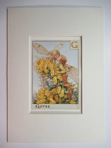 Alphabet Flower Fairy - G is for Gorse