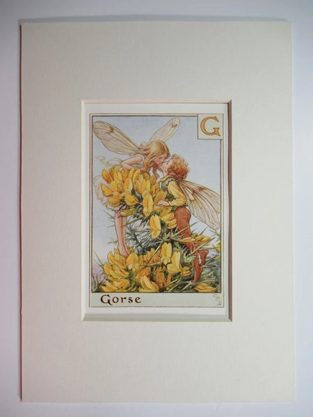 Alphabet Flower Fairy - G is for Gorse